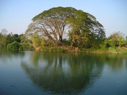 landscape of Tree near Water