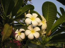 extraordinarily beautiful Flower Exotic Thailand