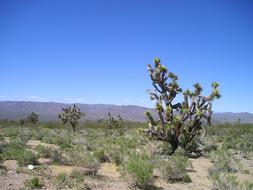 Desert Cactus flowers