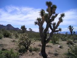 impressively beautiful Desert Cactus