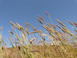 tall Grass spikes on Meadow