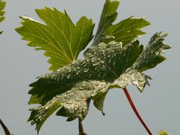 Vine Leaf water drops