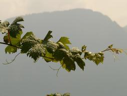 photo of a grape branch on a background of foggy mountains