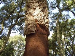 Cork Bark Tree forest