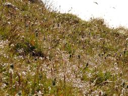 magnificent Grass Dew