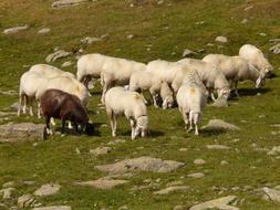 perfect white Sheeps Flock