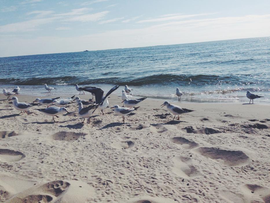 bird seagulls beach ocean