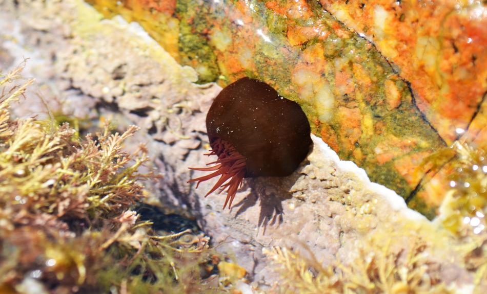 Beadlet Anemone Actinia