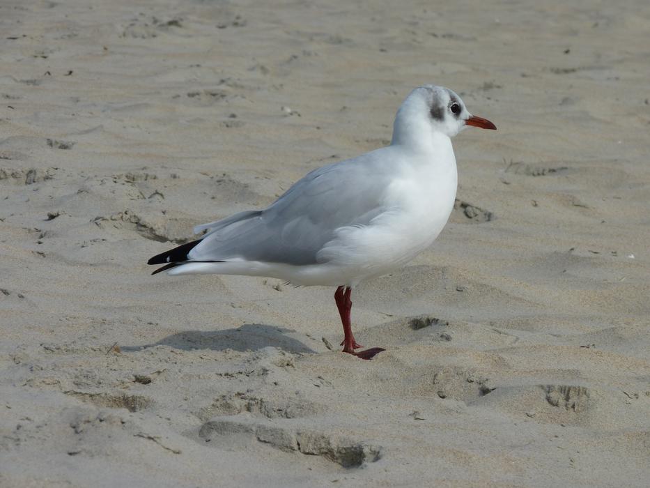 Seagull Beach Sand