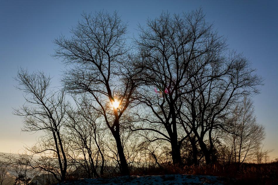 Sunset Trees Silhouette