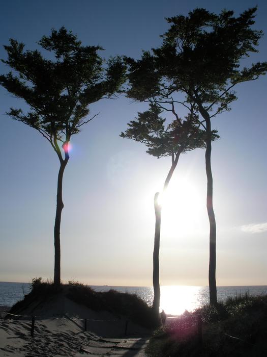 long trees in the park