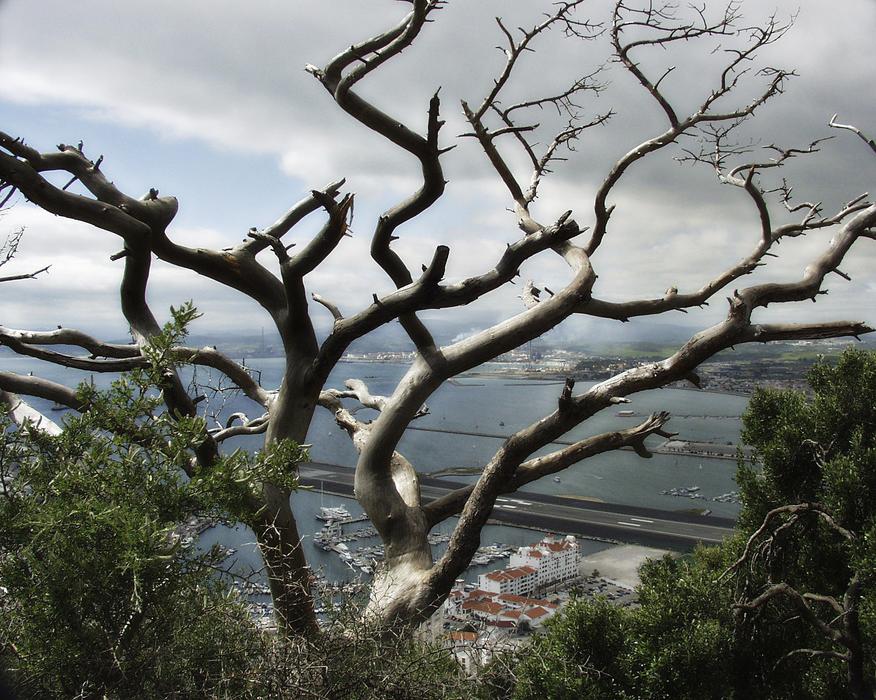 beautiful tree in the wild