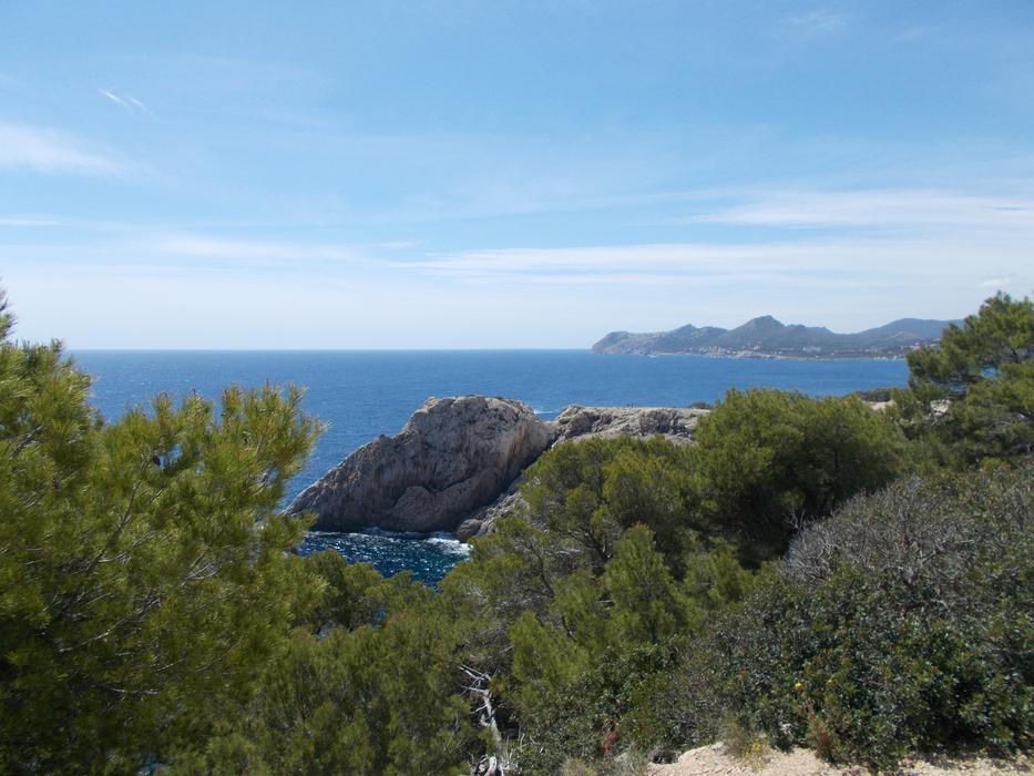 view from the hill to the trees by the sea