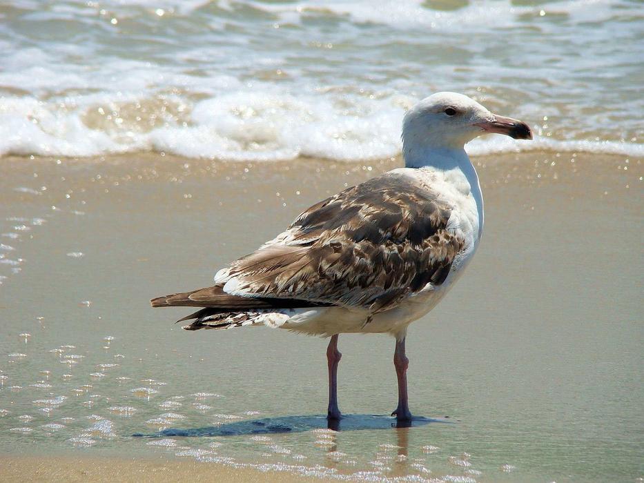 brown white Seagull standing on sand beach near water