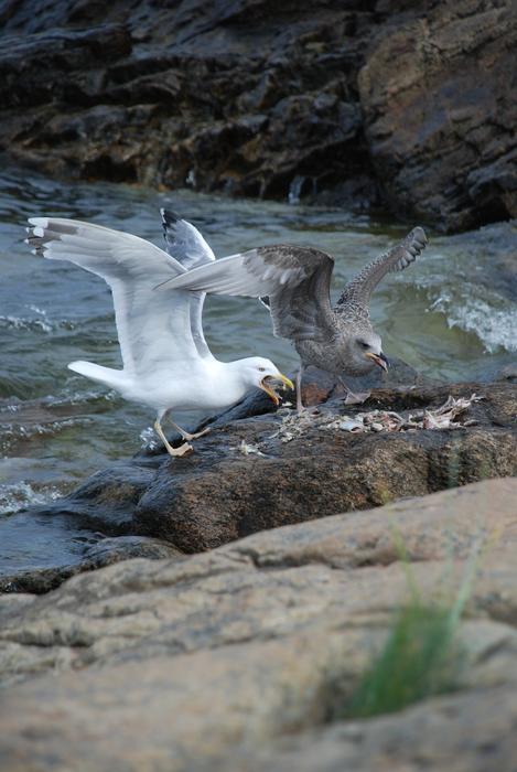 Screaming seagulls on a rock