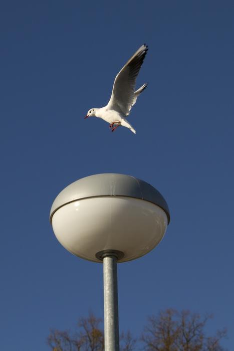 Baltic Sea Seagull North Water