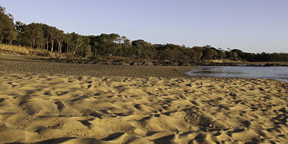 sandy beach by the forest