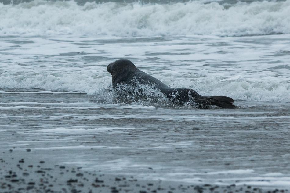 Grey Seal, Halichoerus Grypus, on beach near surf line