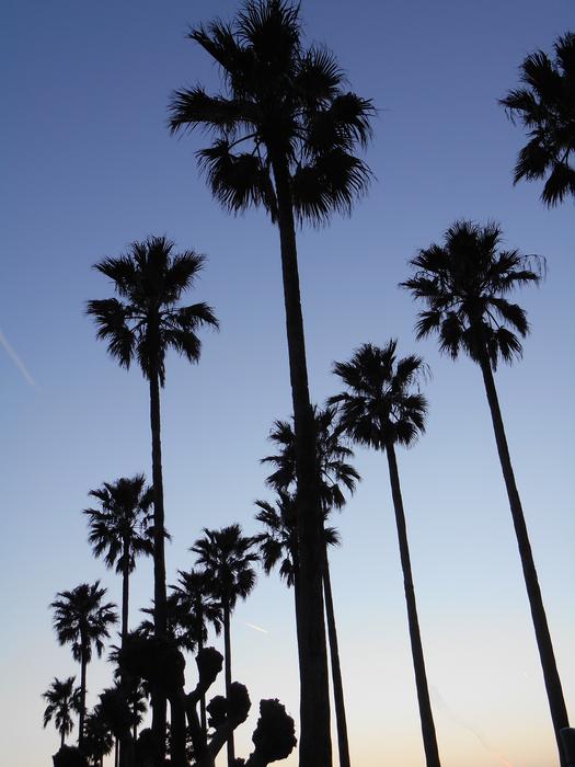 Tropical palms against the sky