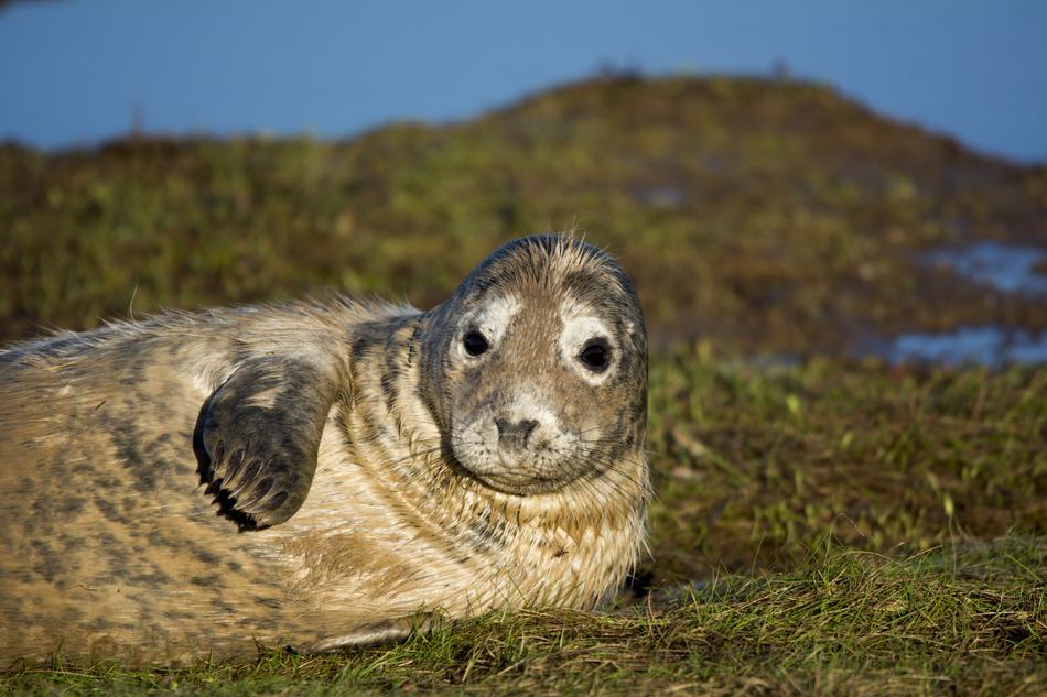 Seal Closeup Wildlife