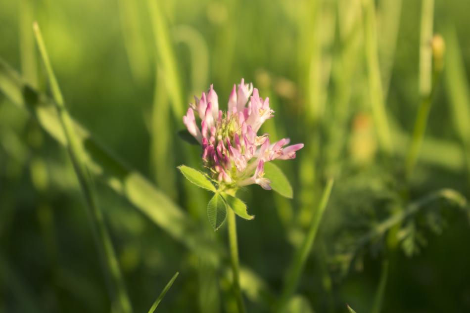 Summer background, pink clover in Grass
