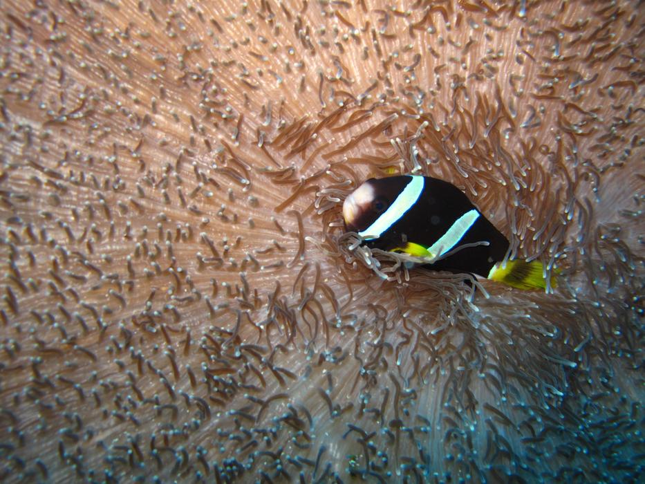 Colored fish in the ocean
