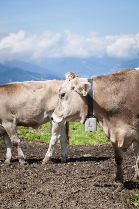 Cow with ear tag and bell, alpine cattle