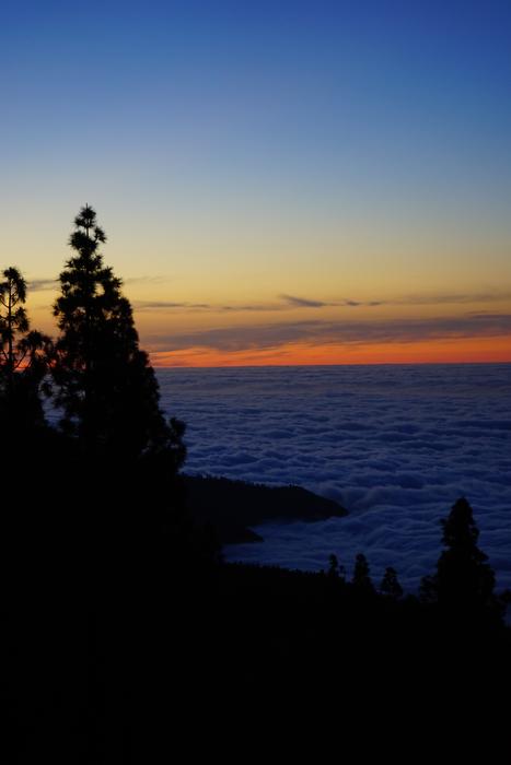 beautiful forest sunset