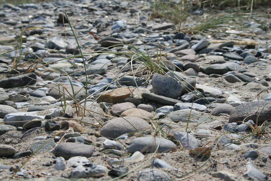 rocks with sprouts of plants