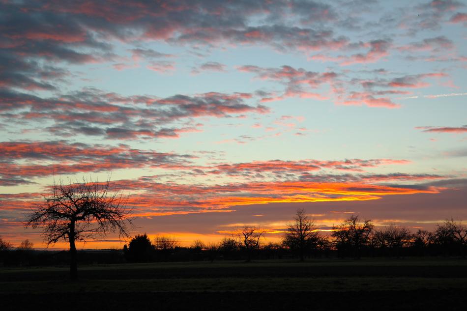 silhouette trees evening