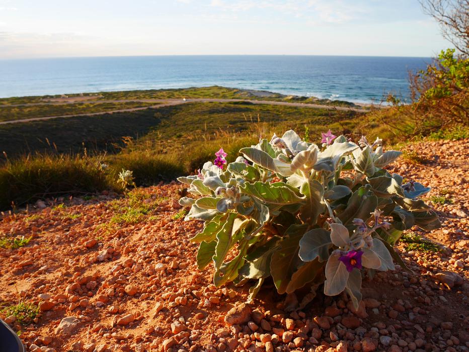 flowers with sand