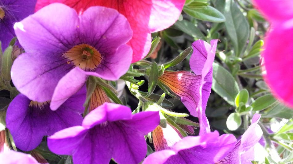 Flowers Colorful macro blur