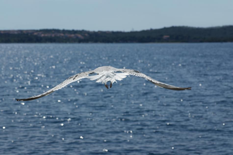 white seagull over blue sea