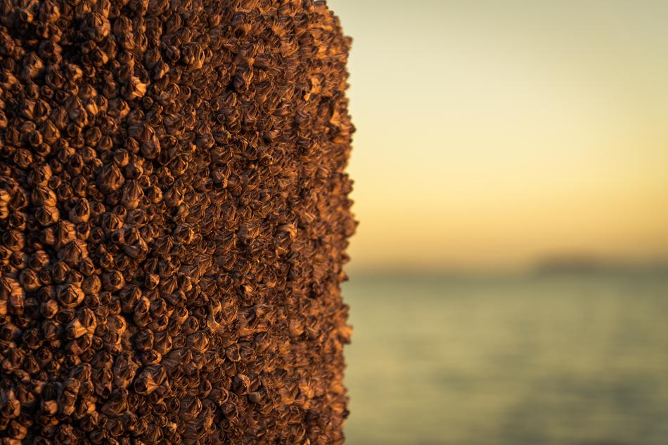 brown wall by the sea