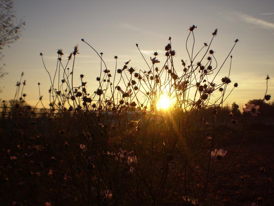 small dry plants in the field