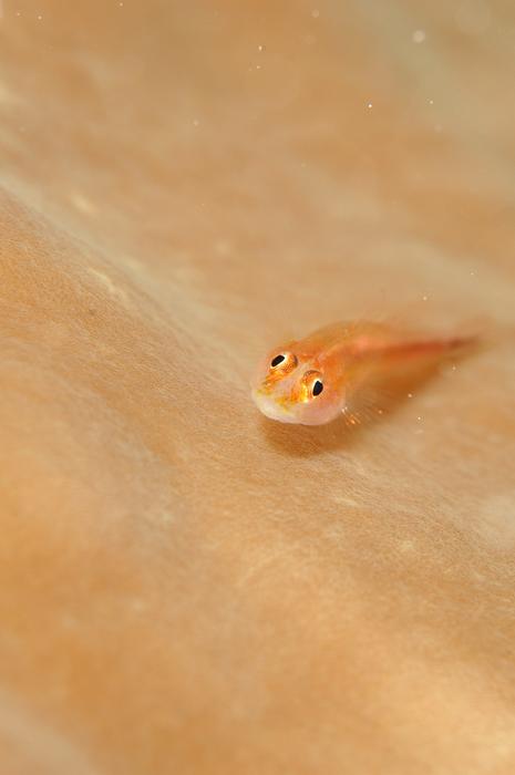little fish on the beach in the sea