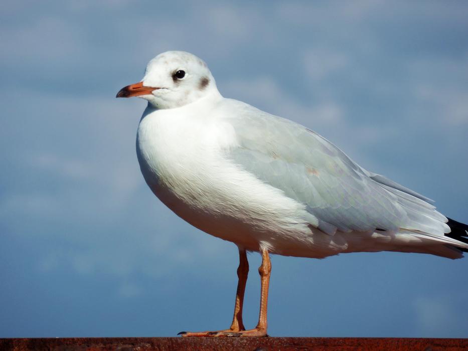 Seagull Bird Water