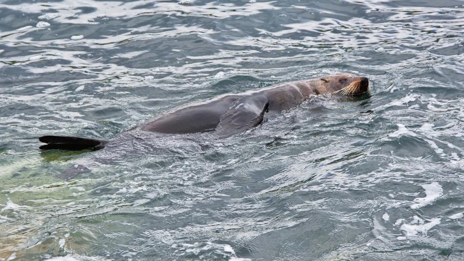 swimming sea lion in the ocean