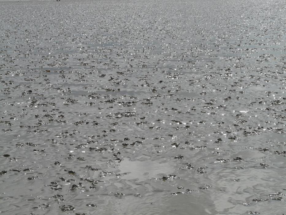 raindrops on the sea