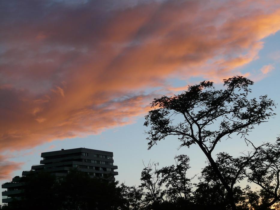 sunset with trees in the park