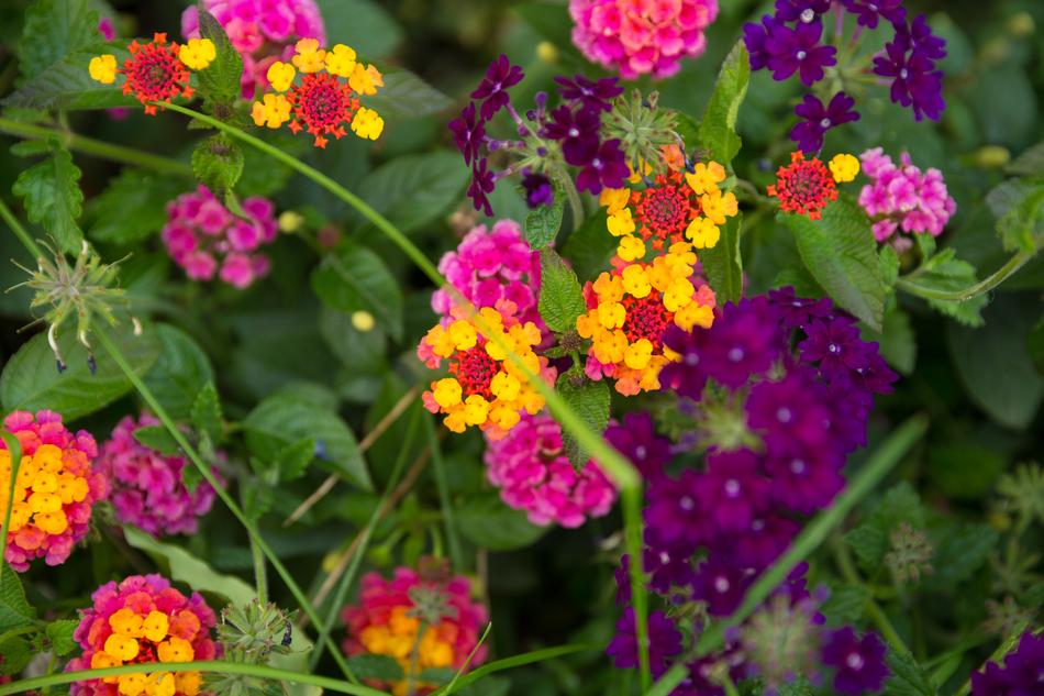 flowers garden background