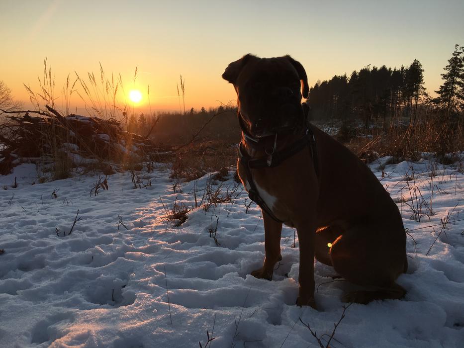 pet dog in the sun