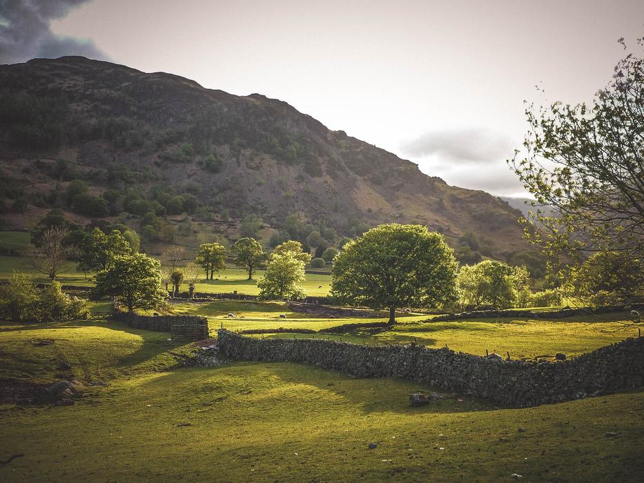 trees are green in the meadow