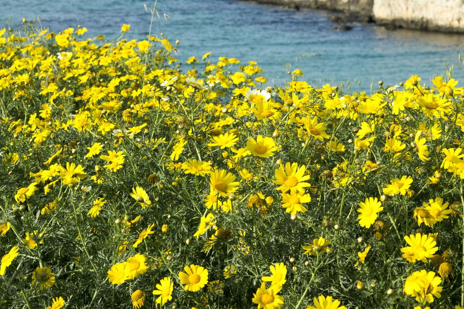 Nature Flower Summer
