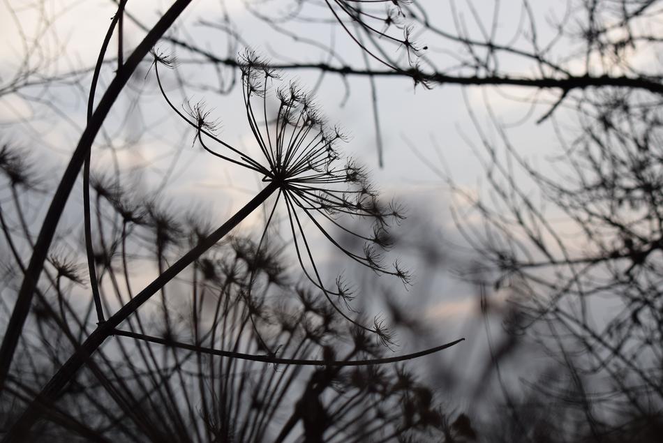 wild plants with branches