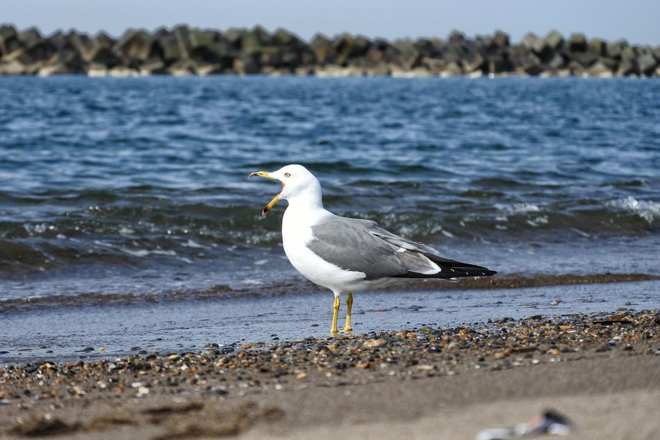 white seagull by the sea