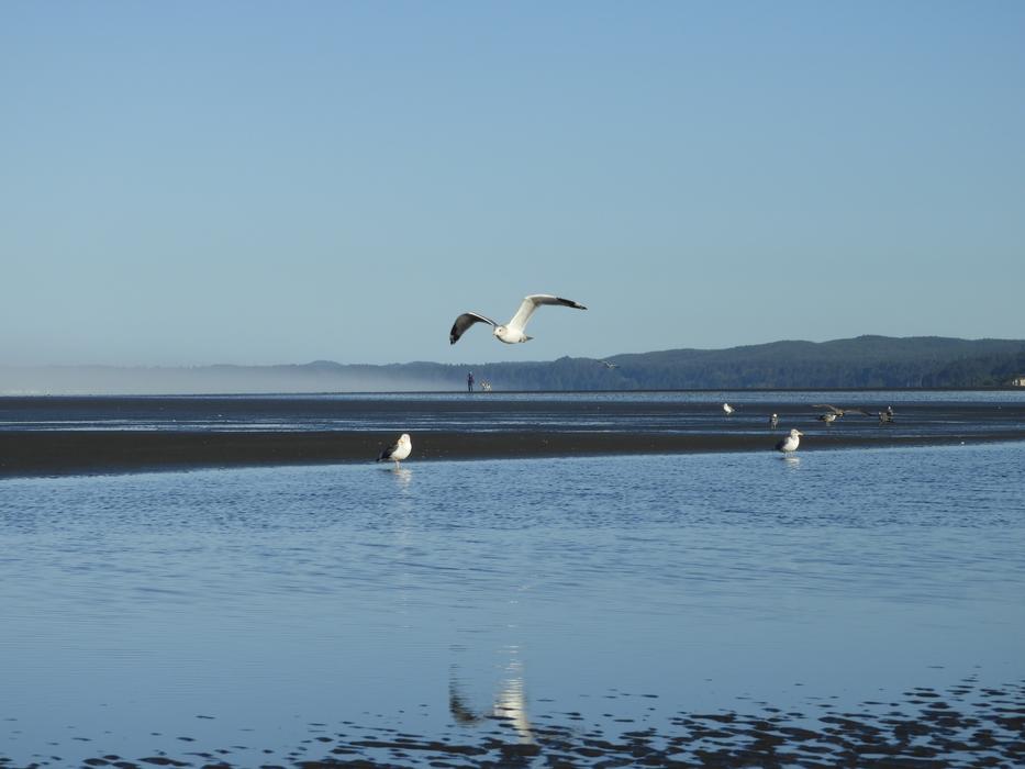 soaring birds landscape