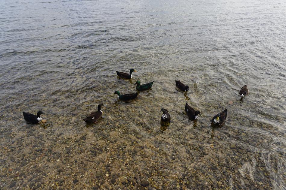 flock of ducks on the water