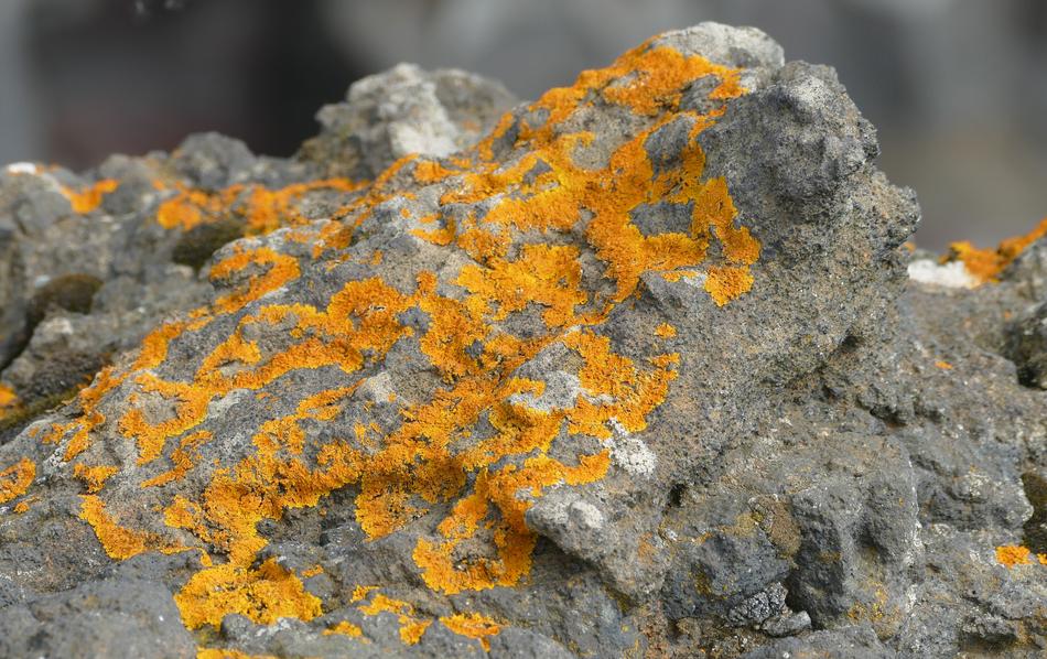 yellow moss on a rock