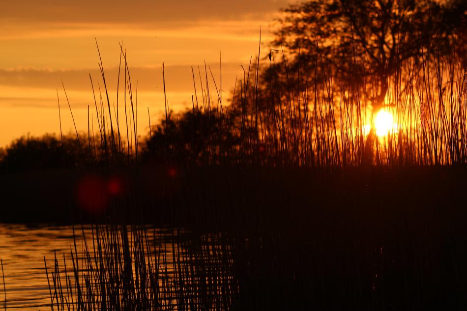 silhouette of the grass by the lake with the sun